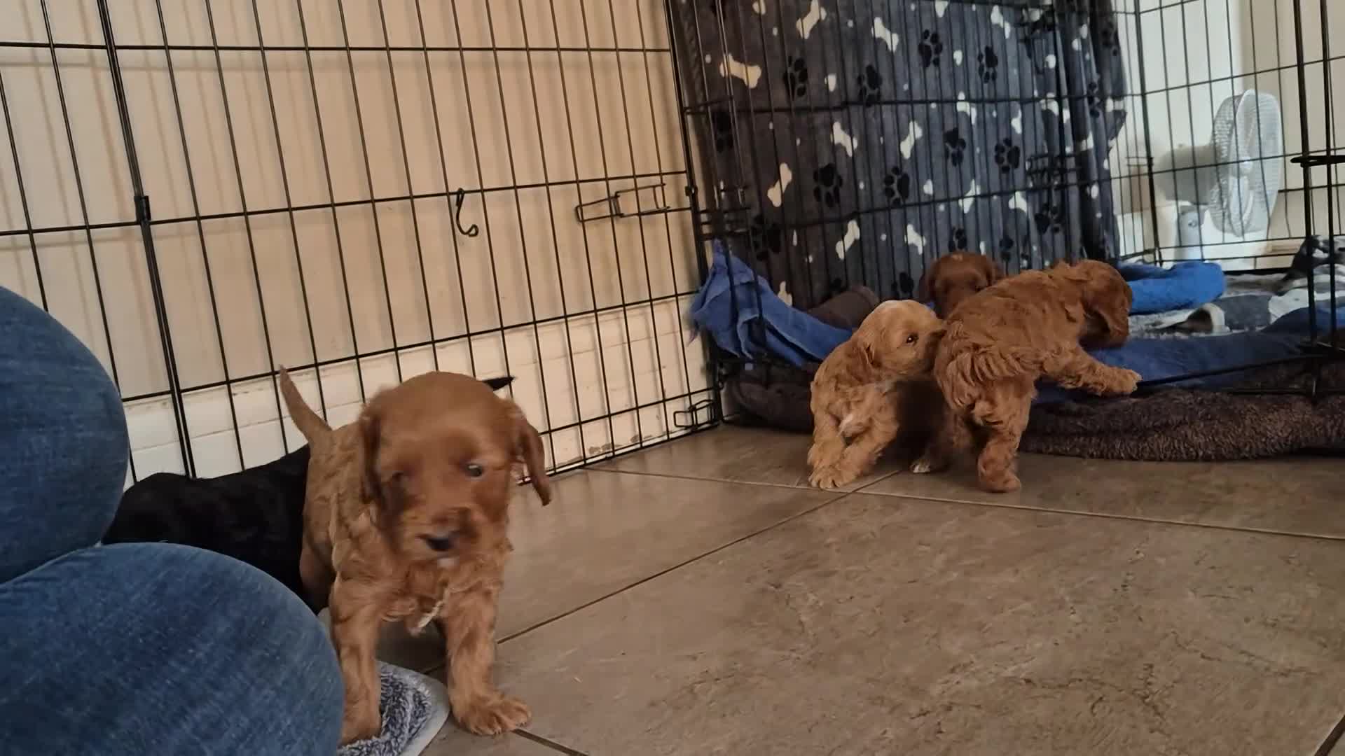 Cockapoo dogs for sale: Cockapoo pups for sale - Video 1