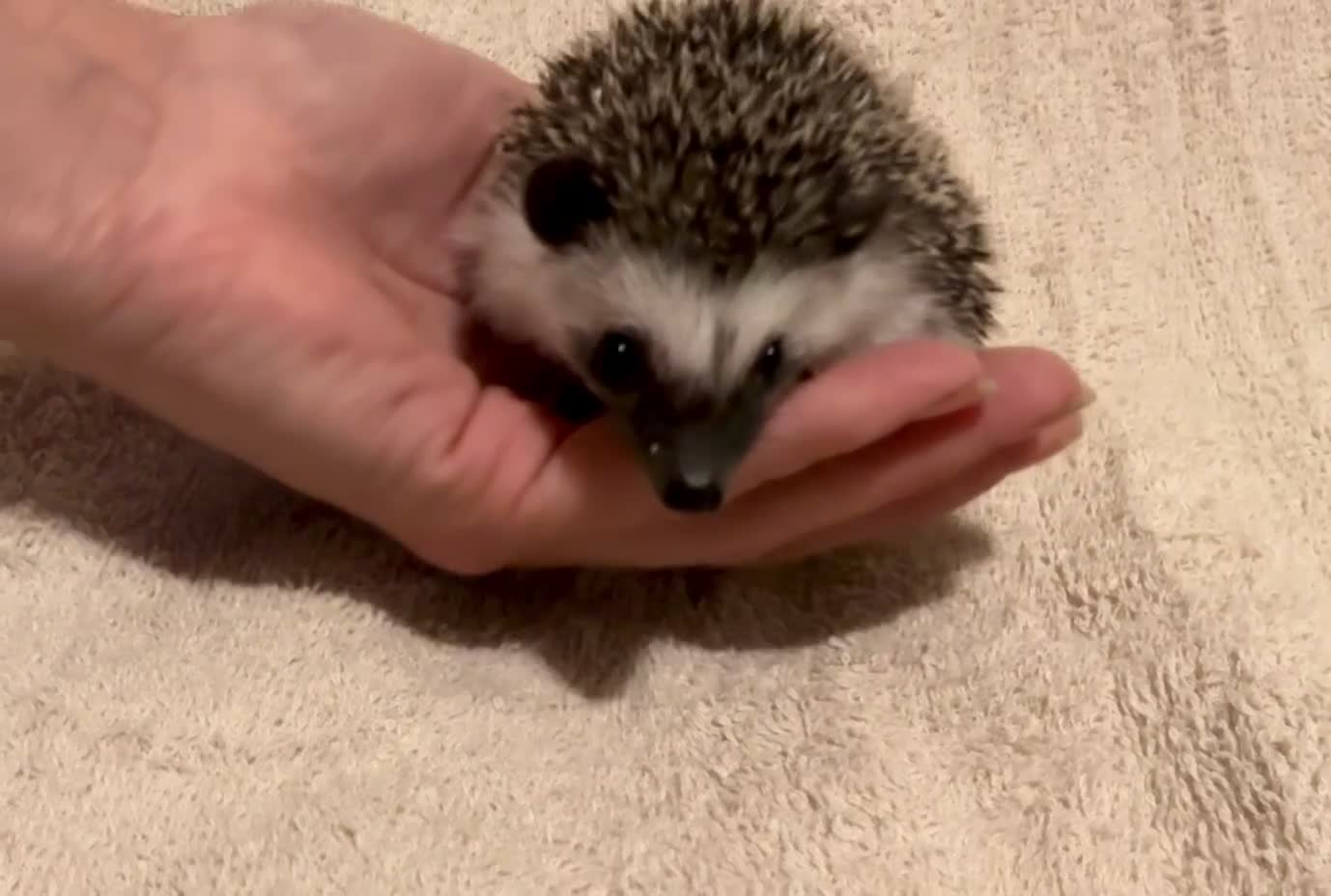 Pygmy Hedgehog rodents for sale: African Pygmy Hedgehog hoglets  - Video 1