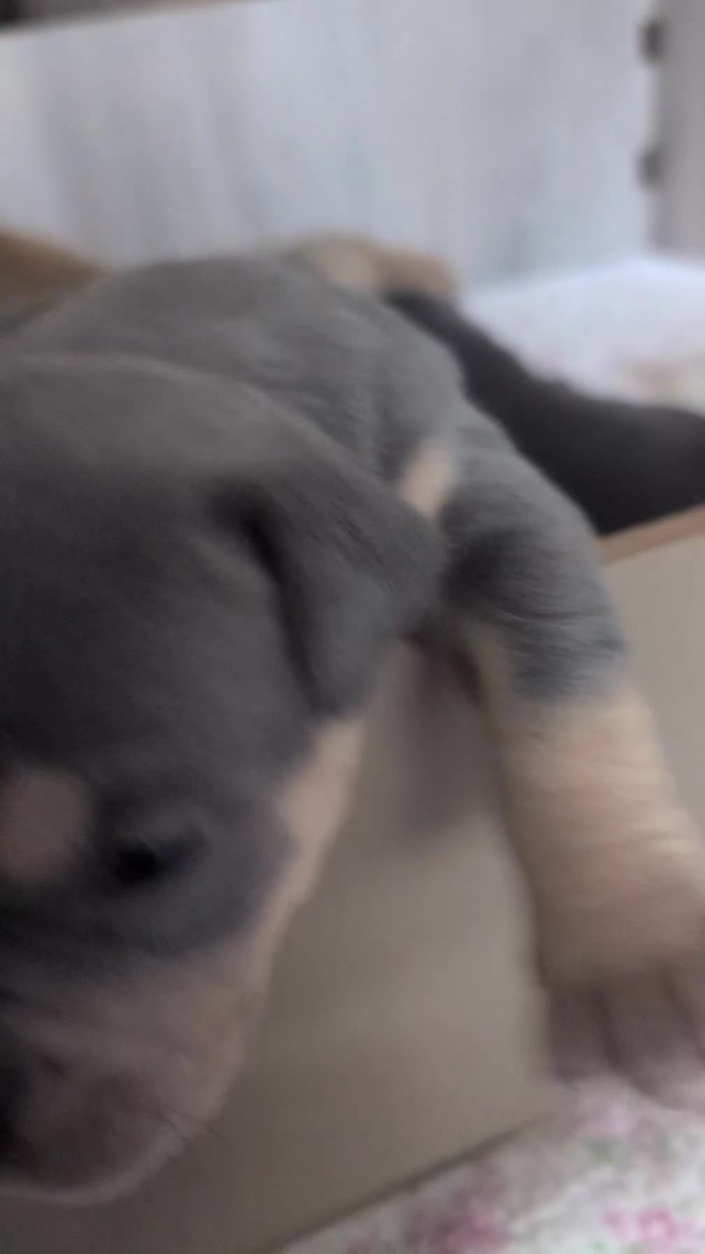 Mixed Breed dogs for sale: Beautiful pups with stunning markings  - Video 1
