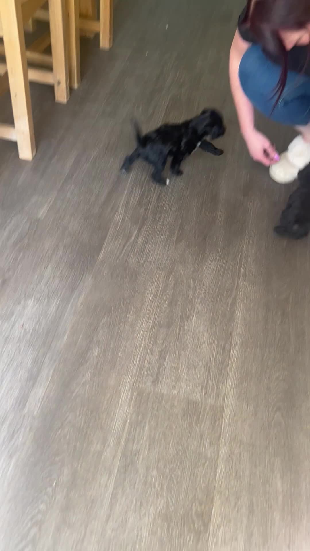 Mixed Breed dogs for sale: Rare Cockapoo, Chihuahua mix - Video 1