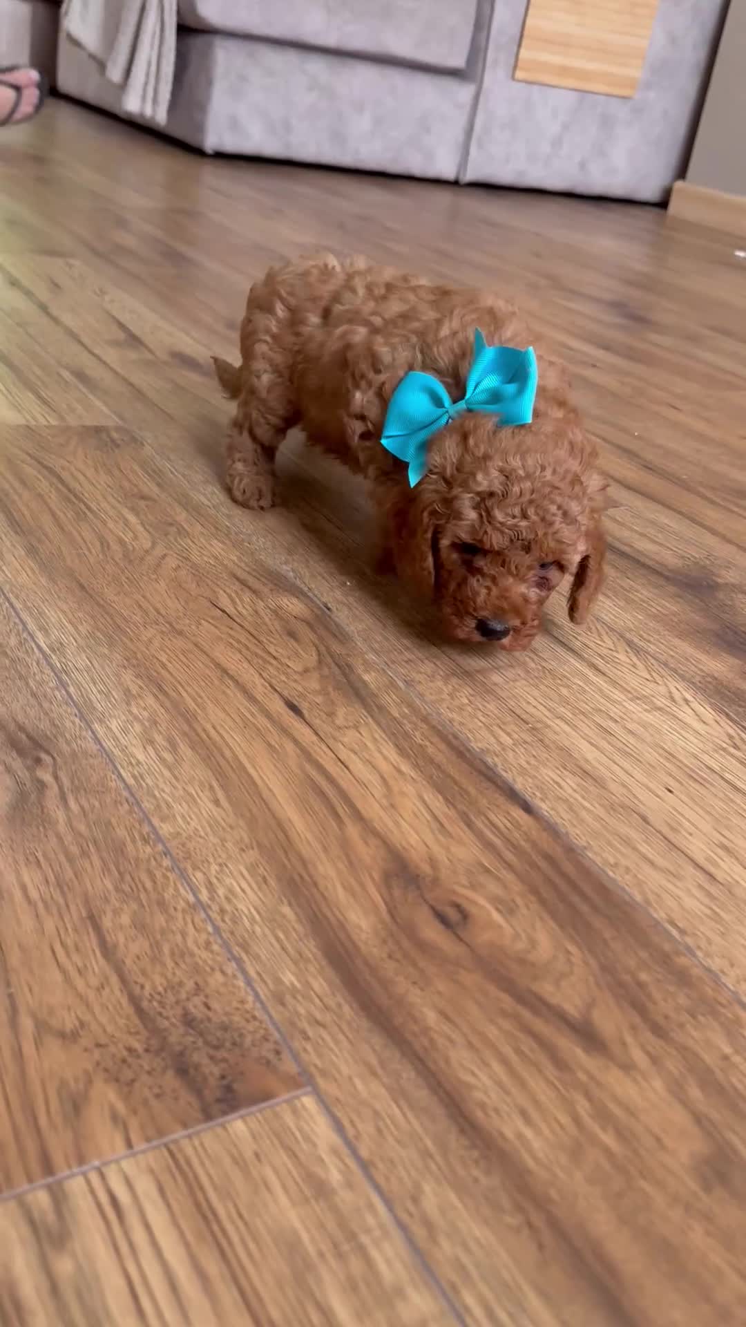 Cavapoo dogs for sale: **READY TO LEAVE THIS WEEK ** F1B Cavapoo Puppiess - Video 2