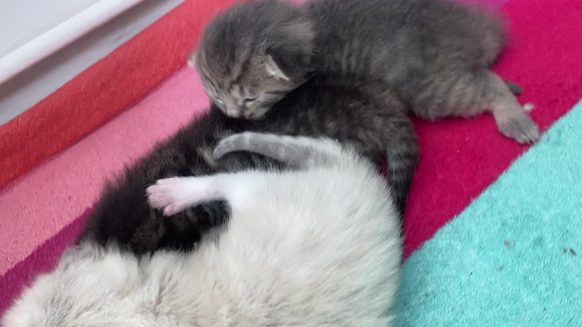 Ragdoll cats for sale: 3 cute boys ready for reservation 🐱 - Video 1