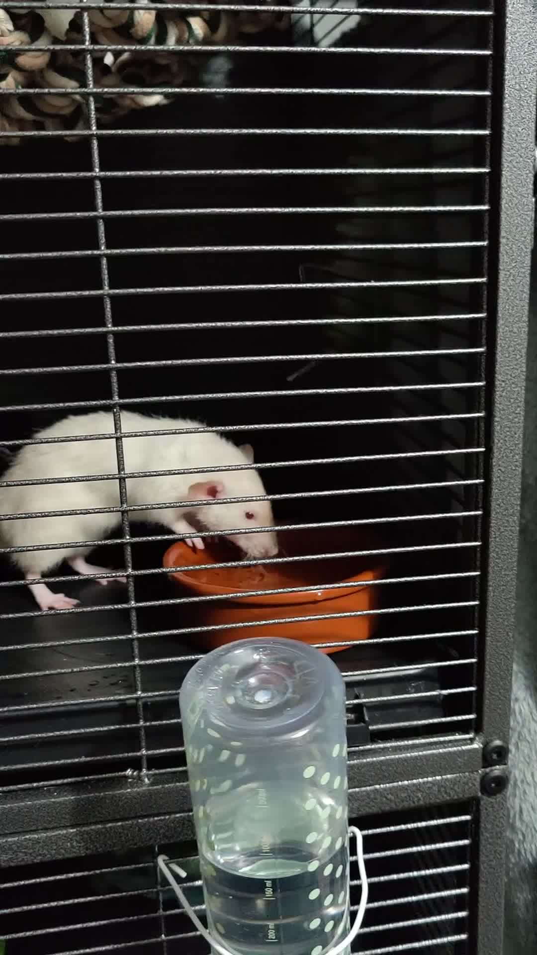 Rat rodents for sale: 1 dumbo Rex and 2 Dumbo all female 6 months old  in Birmingham - Video 1