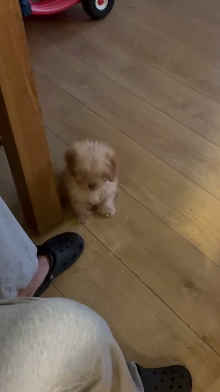 Cockapoo dogs for sale: Cockerpoo puppy - Video 1