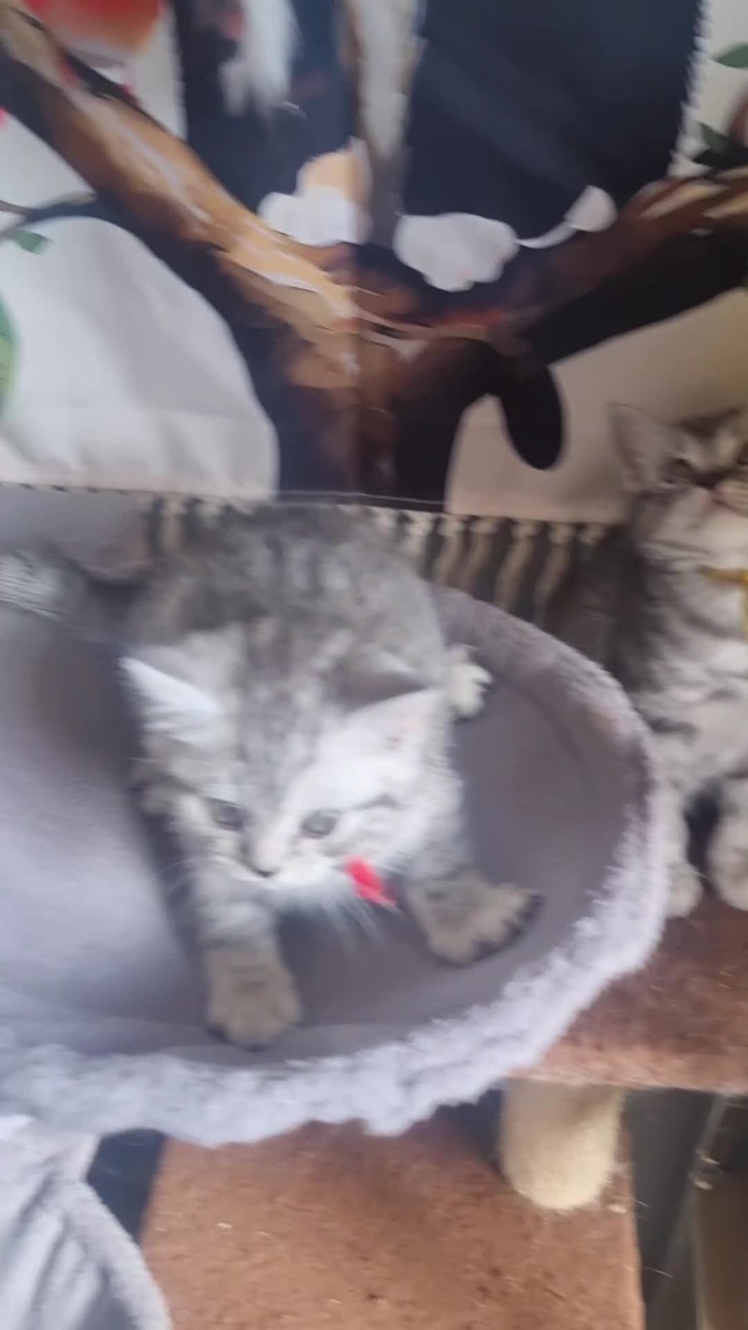 British Shorthair cats for sale: British shorthair  - Video 1