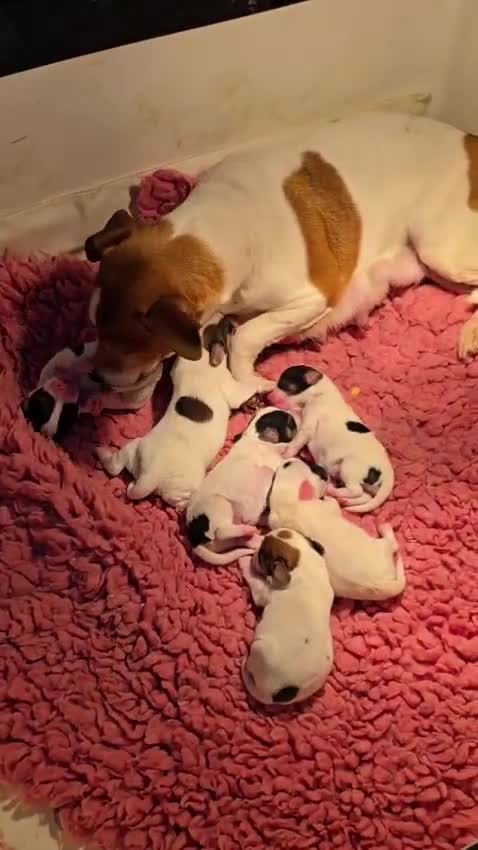 Mixed Breed dogs for sale: Jackapoo Puppies Homebred Ready To View Licenced  - Video 1