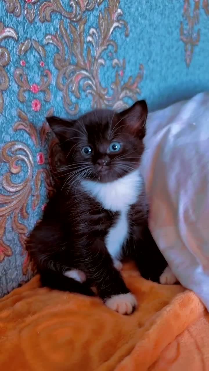 Ragdoll cats for sale: 4 Gorgeous Ragdoll kittens 🐾🎀 - Video 1