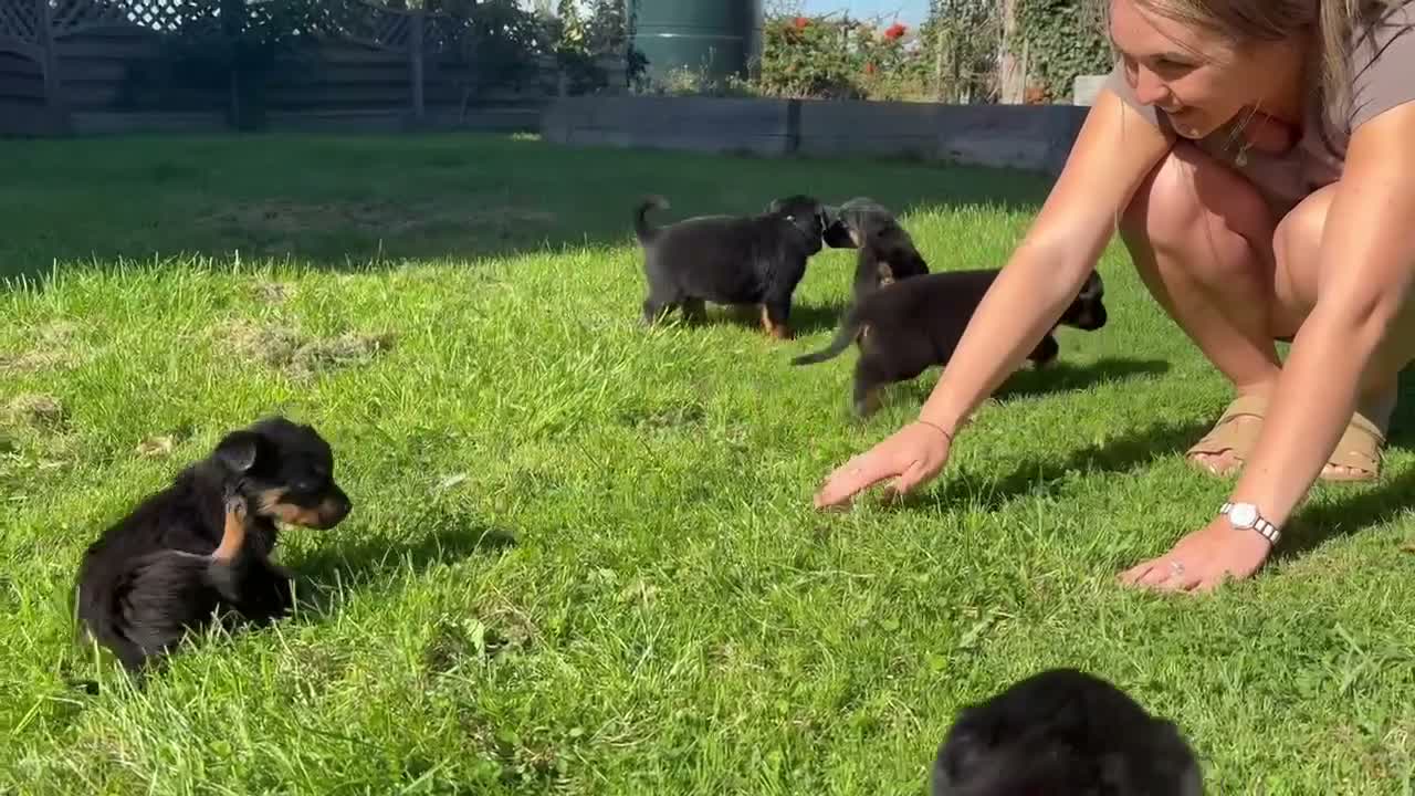 Rottweiler dogs for sale: Female left  - Video 3