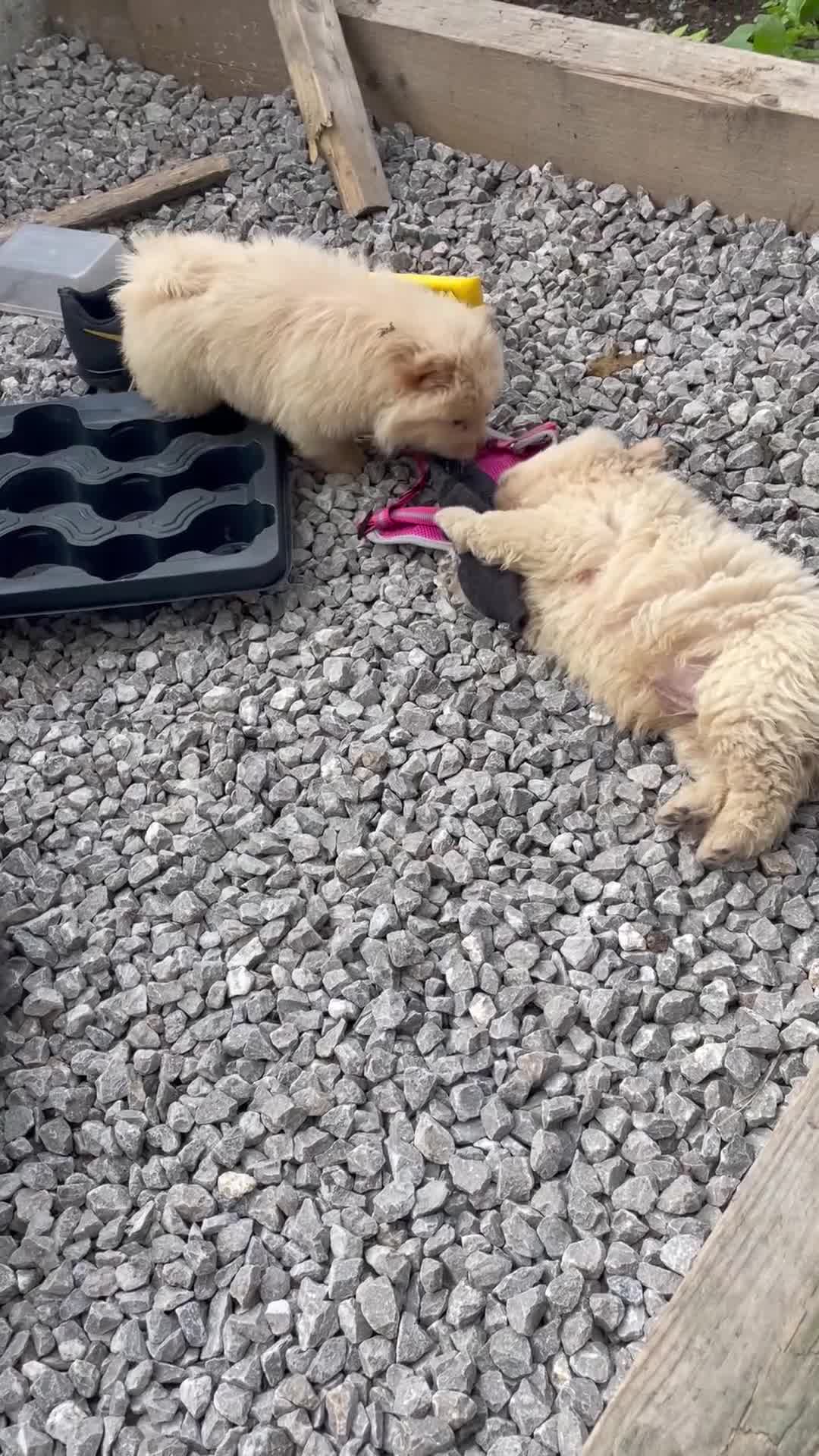 Chow Chow dogs for sale: Chow chow pups - Video 1