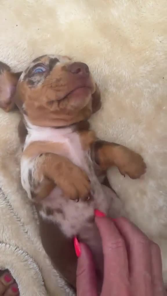 Dachshund dogs for sale: Beautiful mini dachshunds - Video 1