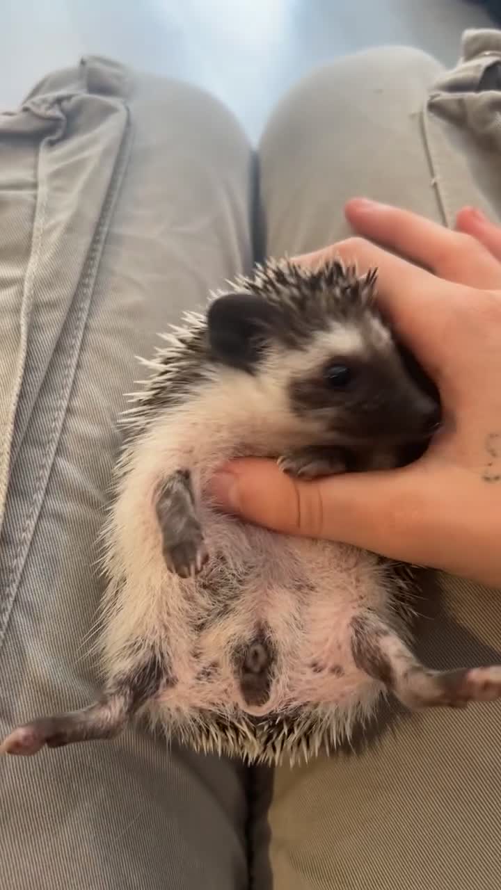 Pygmy Hedgehog rodents for sale: Absolutely stunning pinto quad mask - Video 2