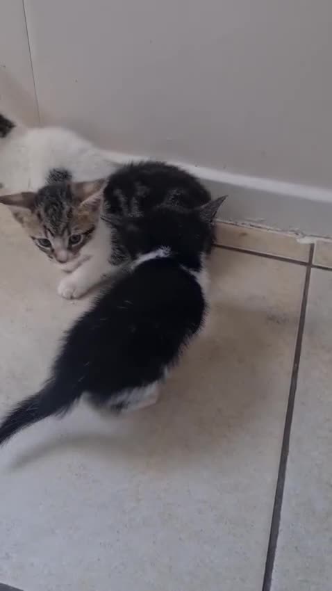 Aegean cats for sale: Kittens - Video 1