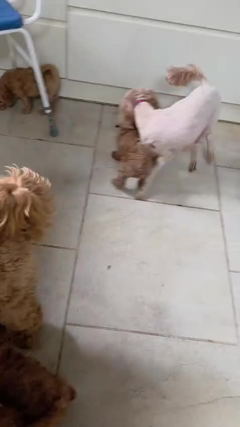 Cockapoo dogs for sale: FULLY HEALTH TESTED COCKAPOOS - Video 2