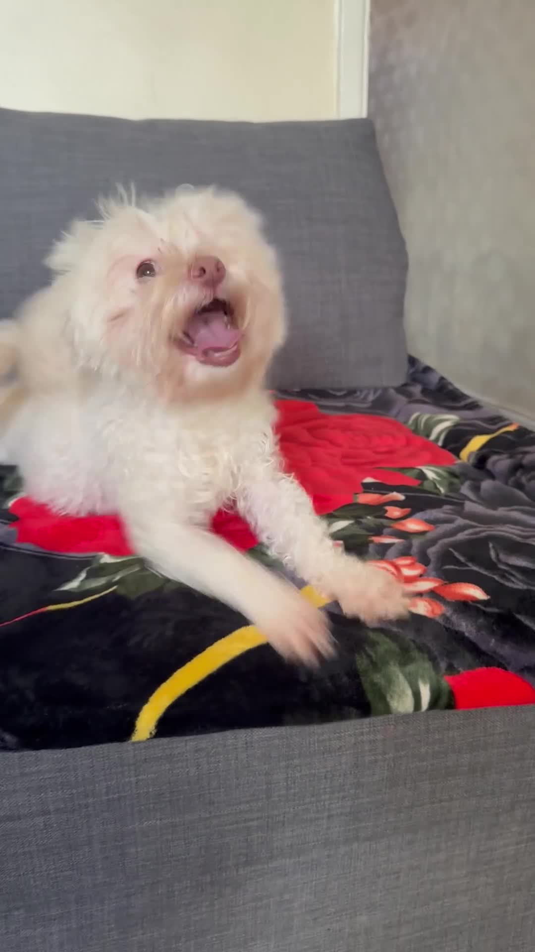 Bichon Frise dogs for sale: Bella  - Video 2