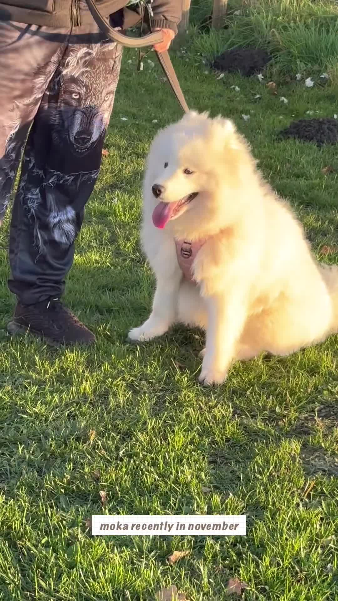 Samoyed dogs for sale: 🐾 Beautiful KC Registered Samoyed – 7 Months Old - Video 1