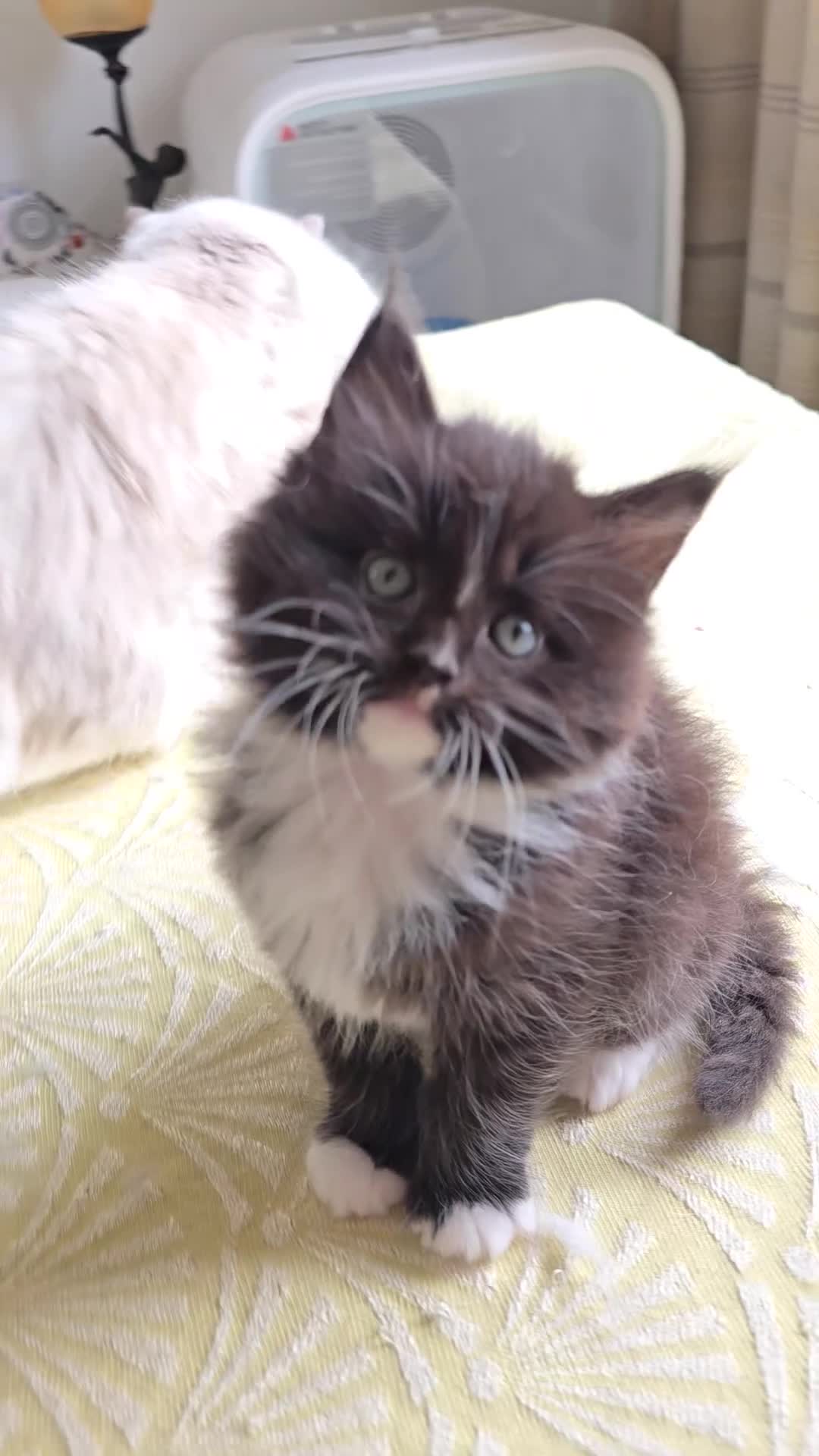 Mixed Breed cats for sale: Ragdoll/Maincoon mix - Video 3