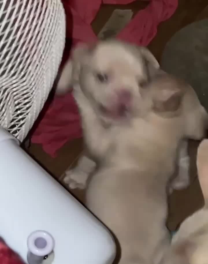 French Bulldog dogs for sale:  French Bulldog Puppies – Beautiful, Rare Colours - Video 3