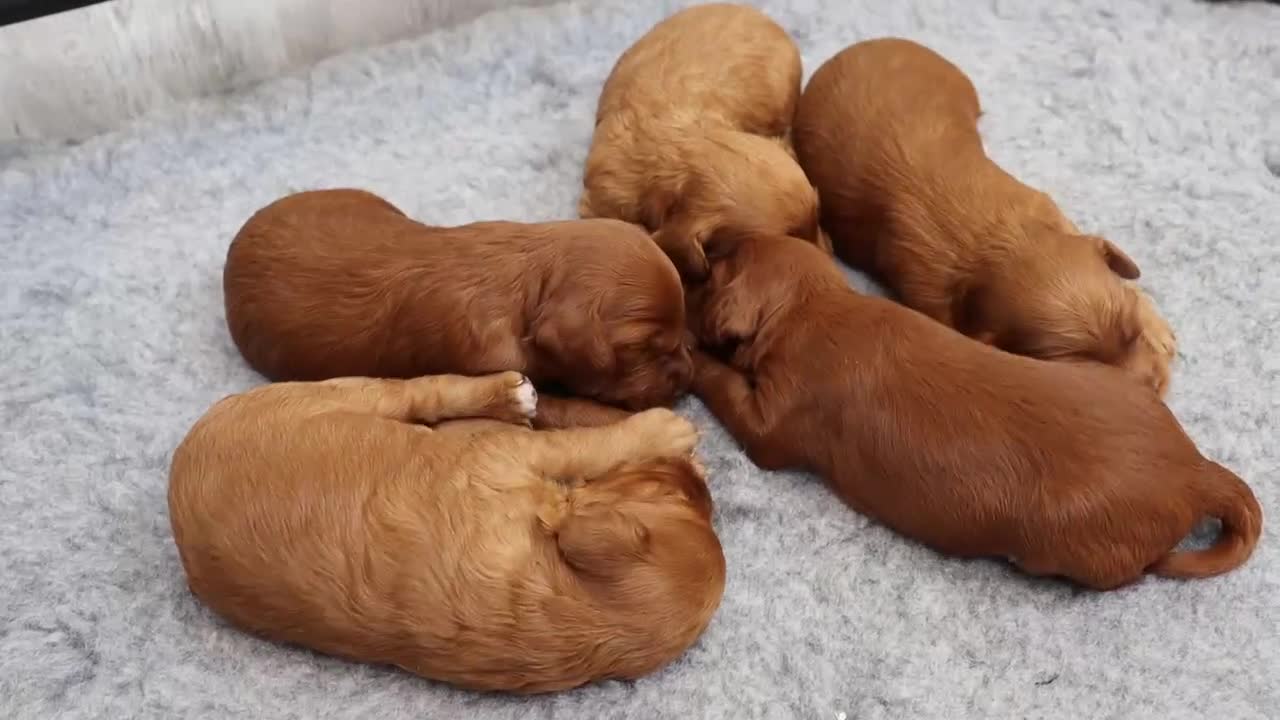 Cockapoo dogs for sale: Stunning F1 puppies Champions Bloodlines  - Video 1