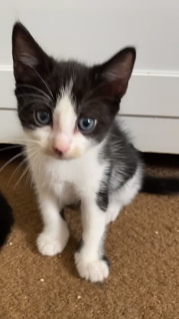 Mixed Breed cats for sale: 2 boys left!!need to leave asap!!! - Video 2