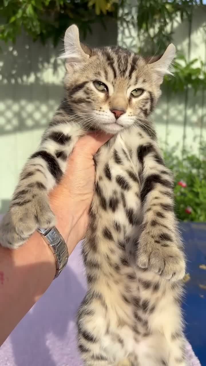 Keetso cats for sale: Superb polydactyl curled eared Keetso kittens.  - Video 2