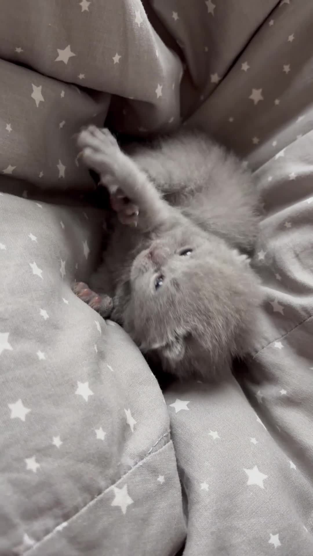British Shorthair cats for sale: Last beautiful grey bsh girl  - Video 1