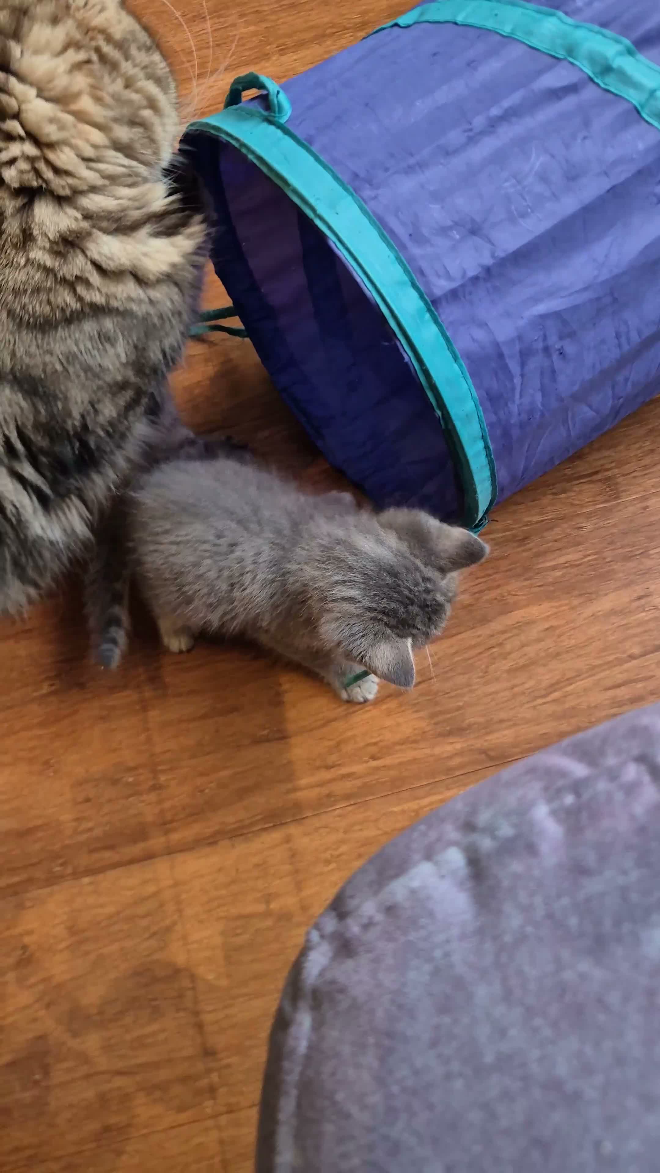 Mixed Breed cats for sale: Four playful kittens for sale - Video 1