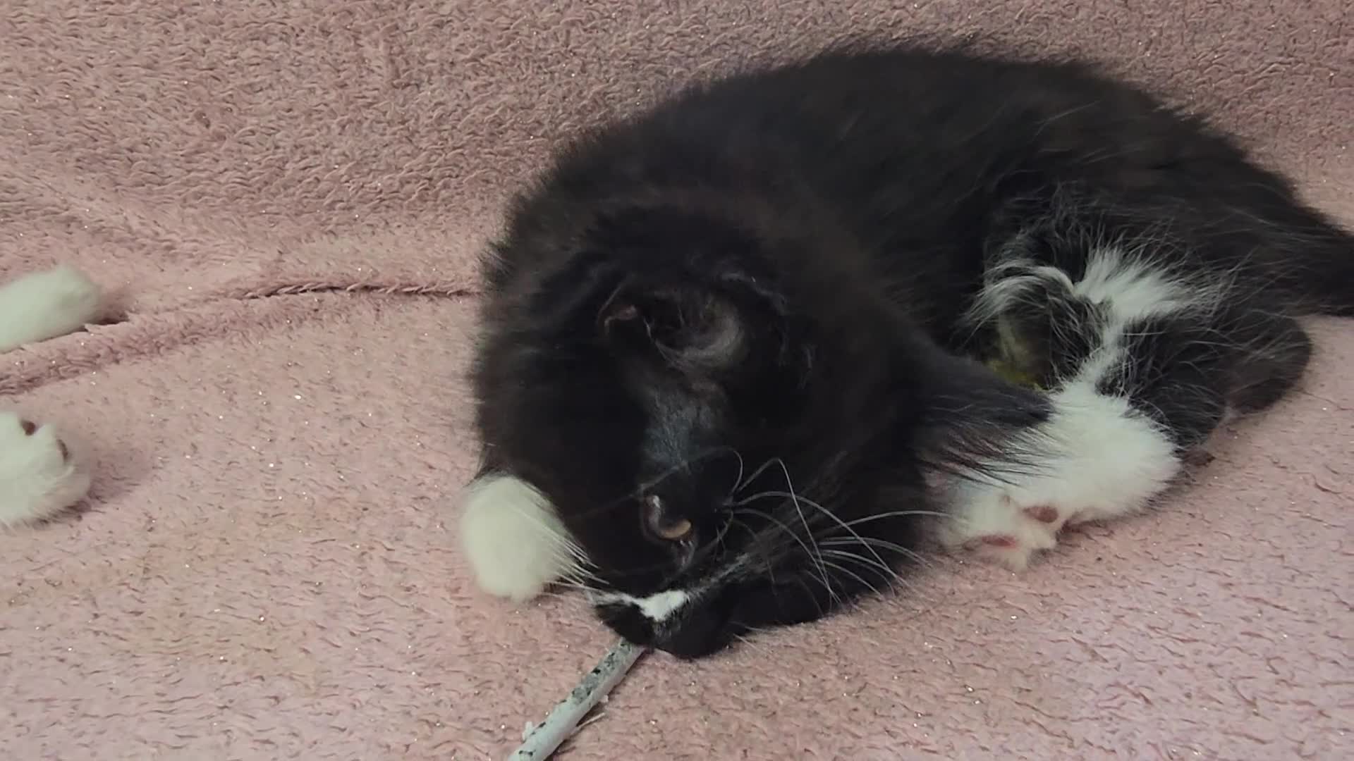 Turkish Angora cats for sale: 5 wonderful fur babies (4girls,1boy) - Video 5