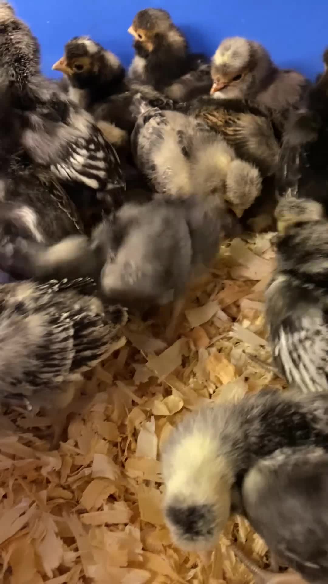 Chickens poultry for sale: Polish Bantam Chicks & Eggs - Frizzle & Smooth - Video 1