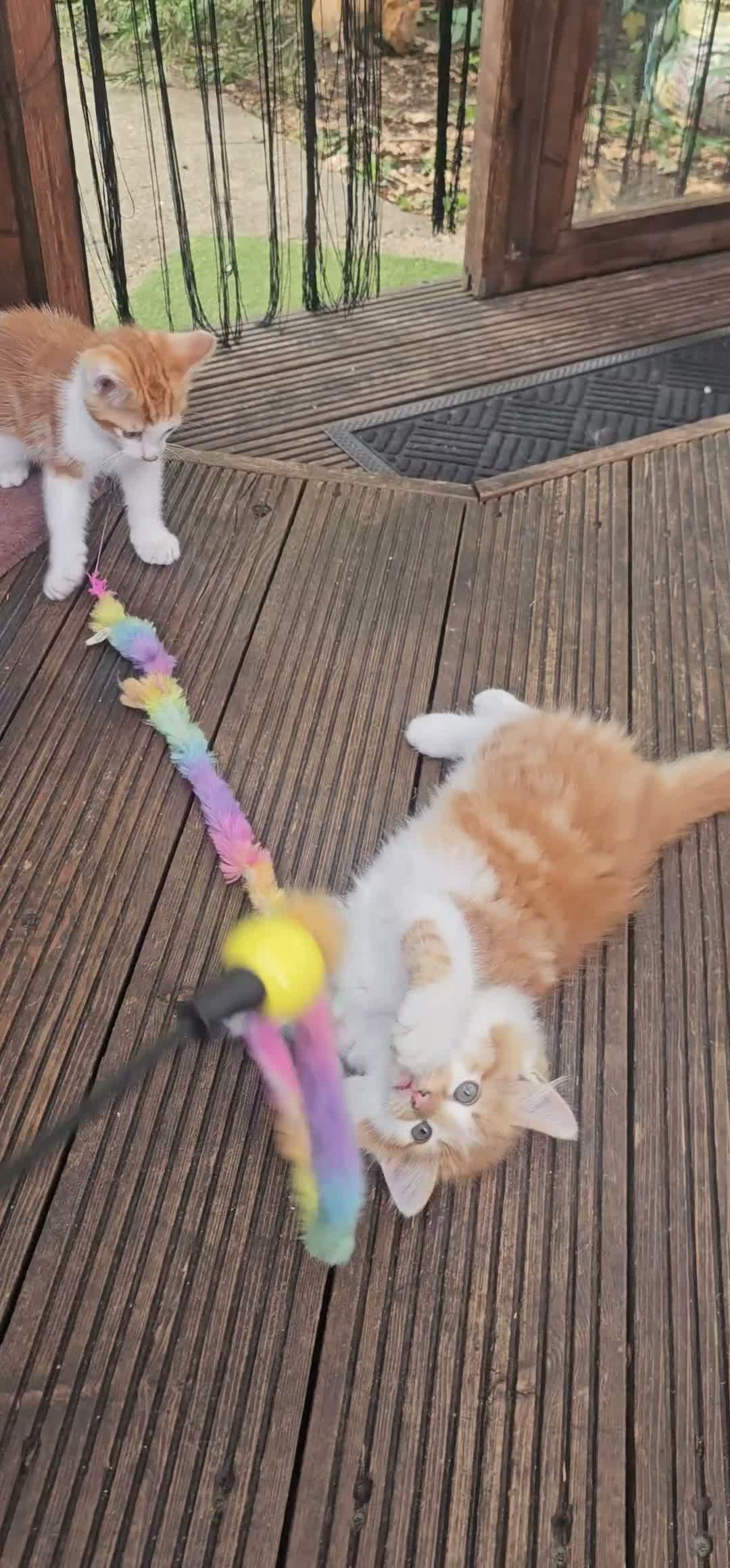 Mixed Breed cats for sale: 2 Ginger Male kittens ready for new home now! in West Drayton - Video 2