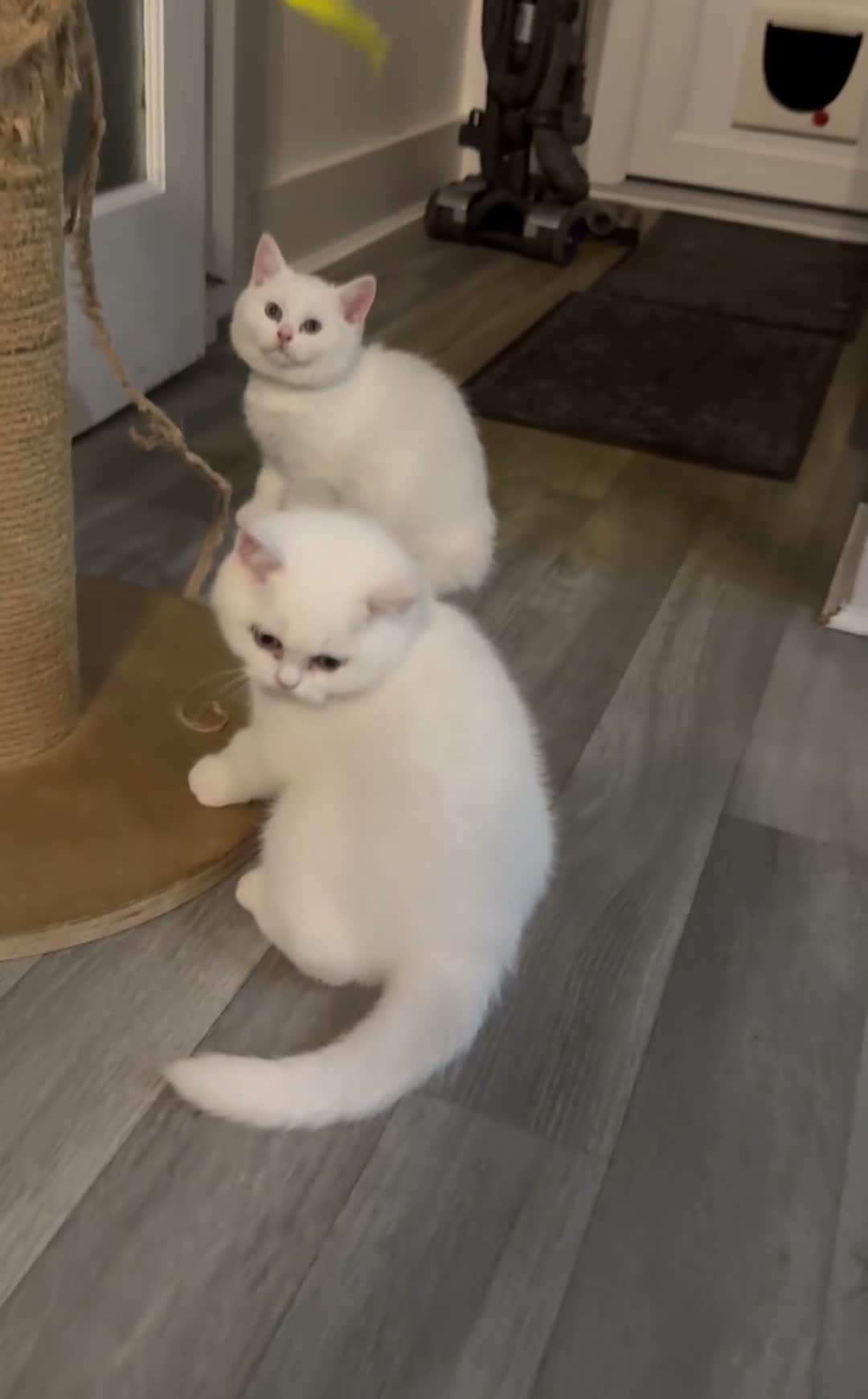 British Shorthair cats for sale: ⭐️GCCF registered British shorthair kittens⭐️ - Video 3