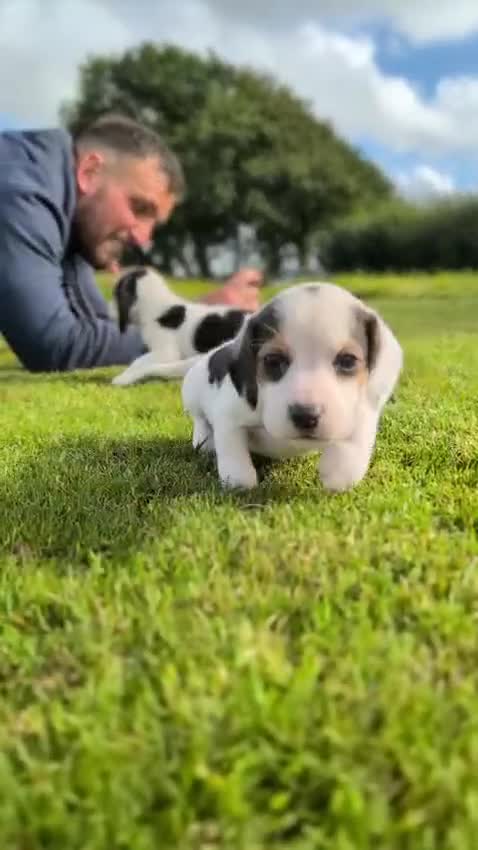 Beagle dogs for sale: 2 Gorgeous beagle puppies left - Video 1