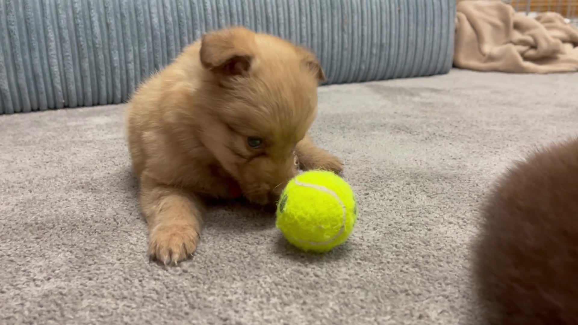 Mixed Breed dogs for sale: Border collie x German shepherd puppies - Video 2