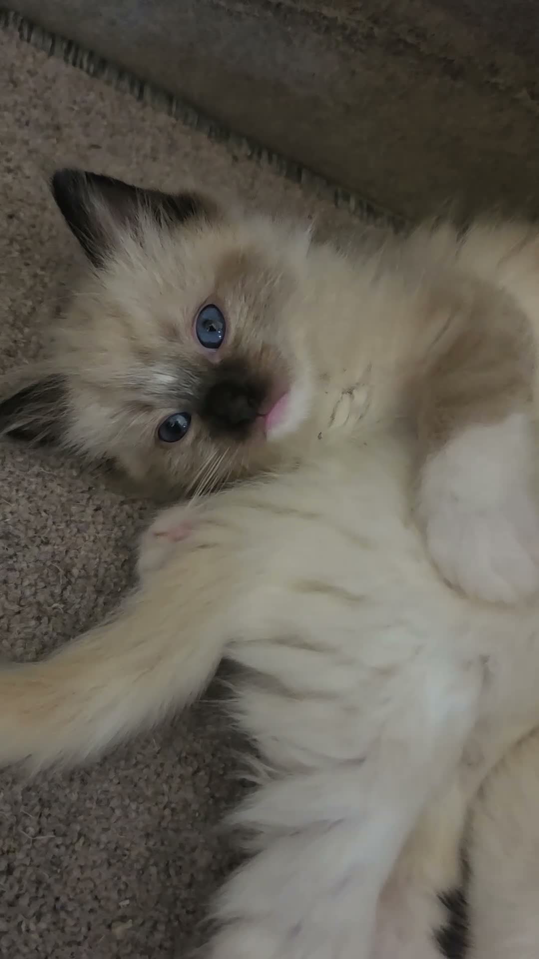 Ragdoll cats for sale: Stunning ragdoll kittens - Video 2