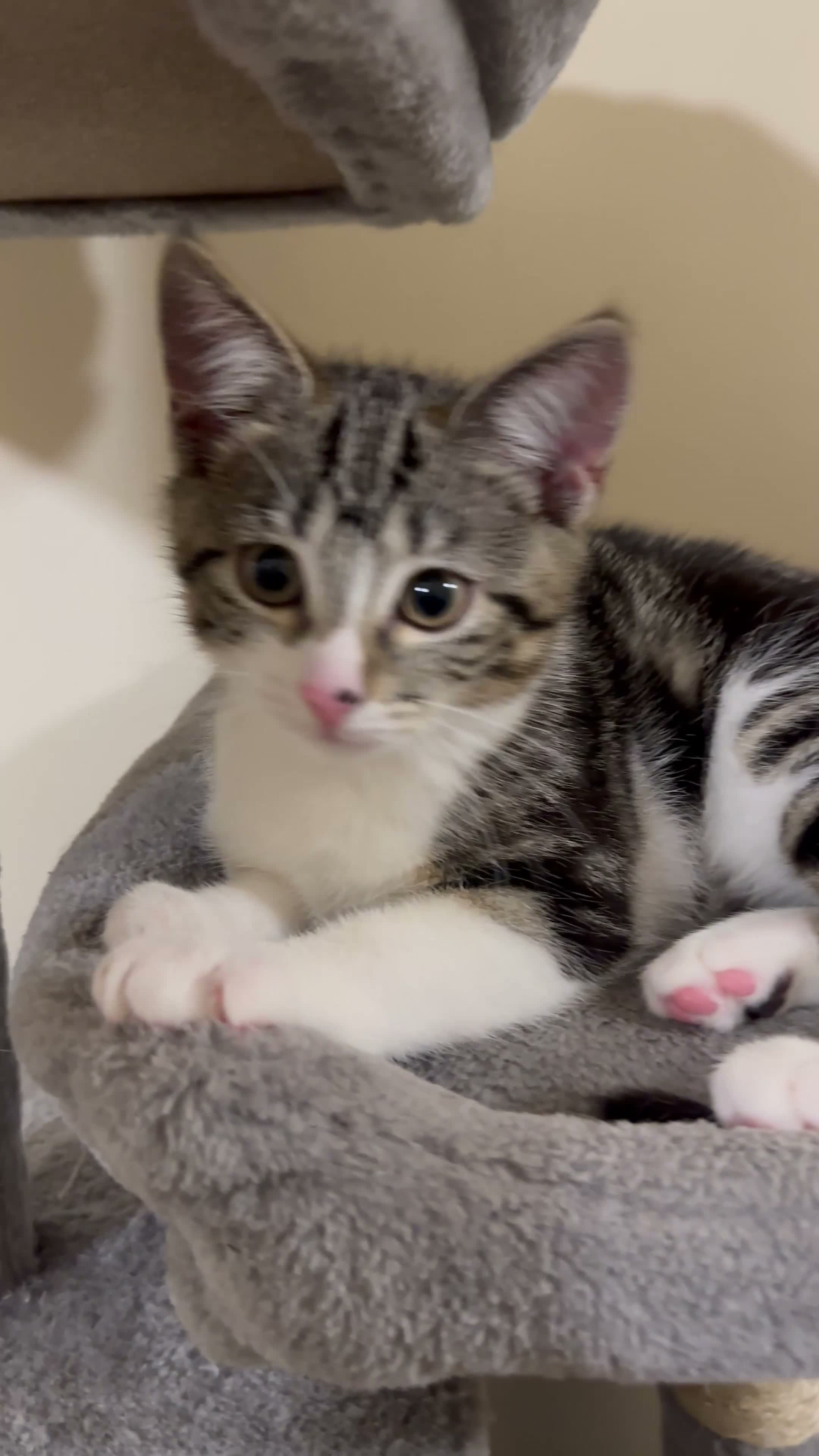 Domestic Shorthair cats for sale: Beautiful Tabby Girl Seeking Her Forever Home 🐾 - Video 1