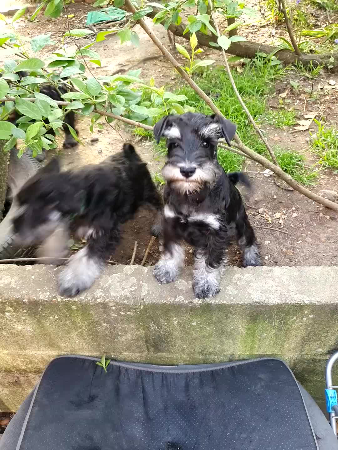 Miniature Schnauzer dogs for sale: Beautiful KC registered boy  - Video 1