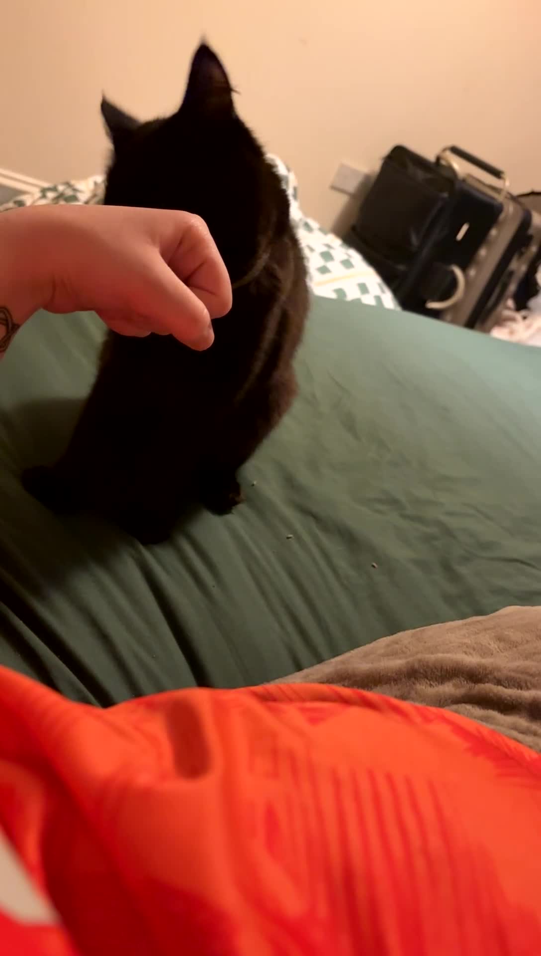 Maine Coon cats for sale: bubbles is looking for her forever home in Hinckley - Video 1