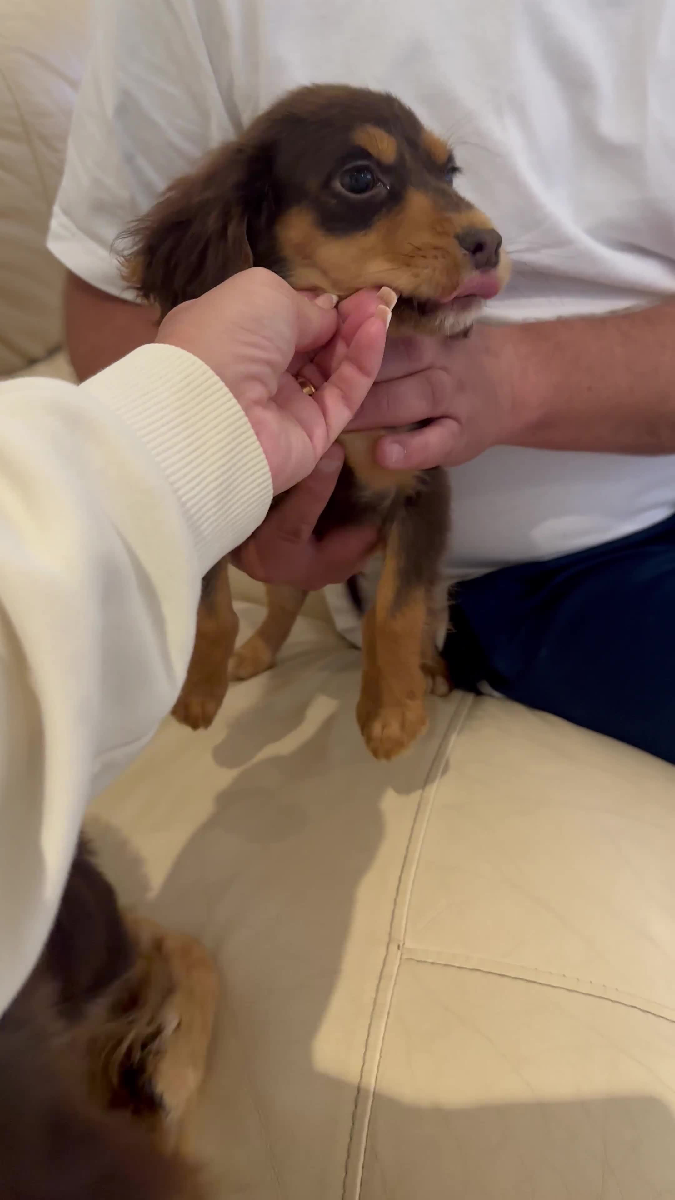 Cocker Spaniel dogs for sale: Cocker spaniel - Video 1