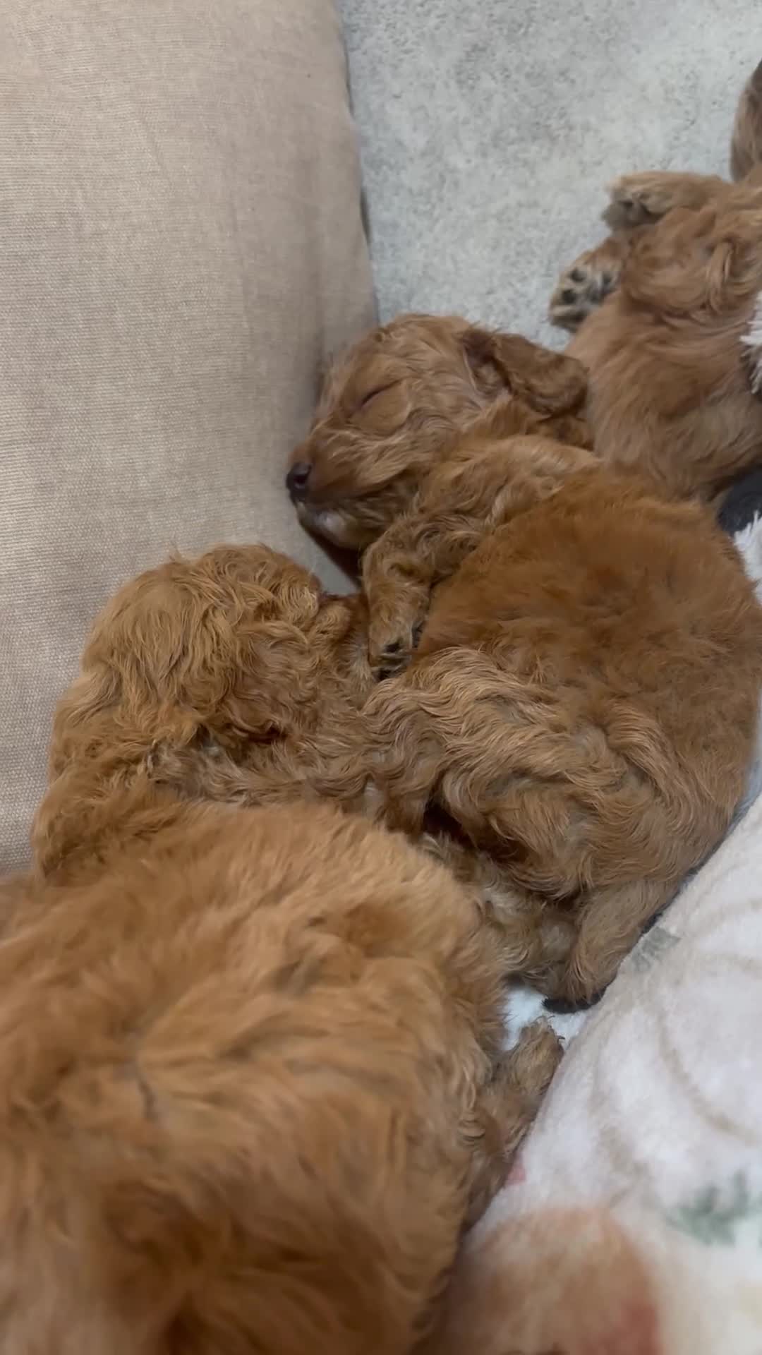 Cockapoo dogs for sale: Beautiful cockapoo puppies  in Montrose - Video 2