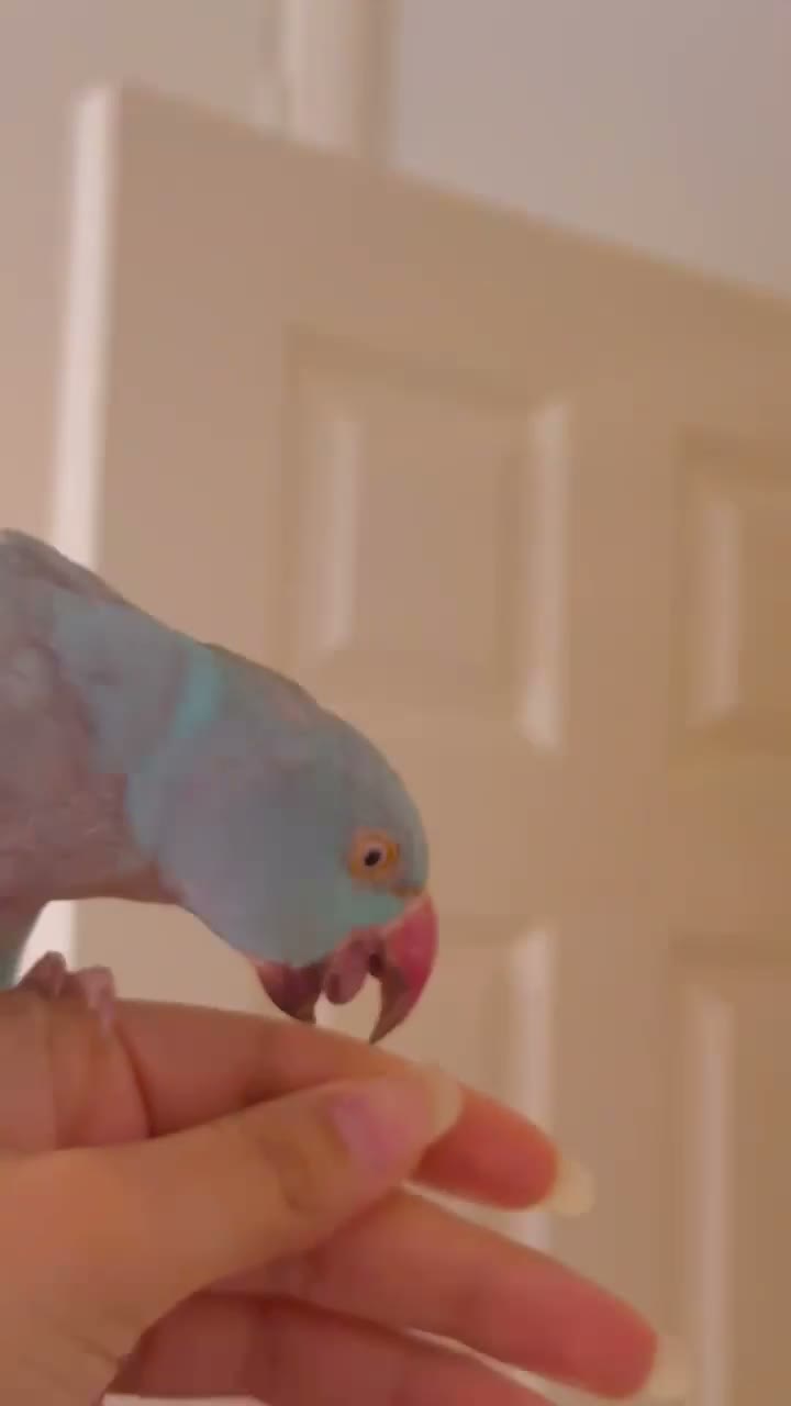 Ringnecks birds for sale: Beautiful Blue Indian Ringneck  - Video 1