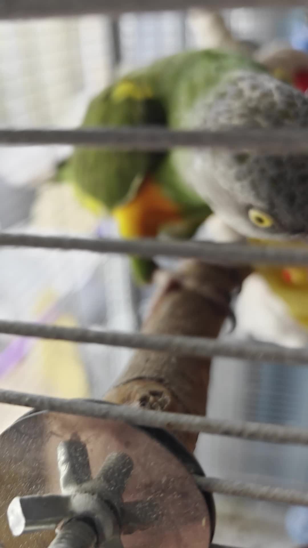 Parrots birds for sale: Six year old Senegal parrot for sale  in Derby - Video 1