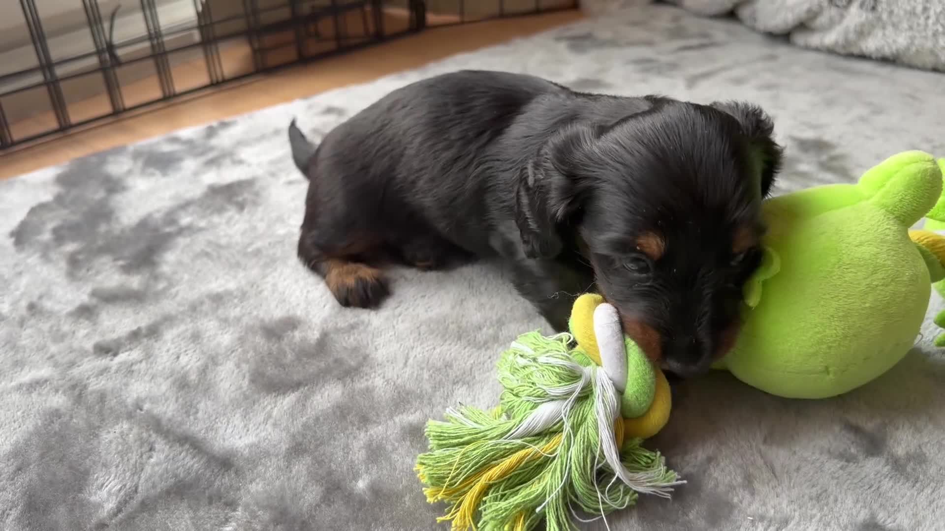 Miniature Dachshund dogs for sale: READY TO GO 🐾 Beautiful Mini Dachshund  - Video 1