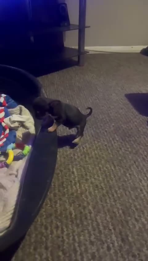 Chihuahua dogs for sale: brown and tanned full bread chihuahua puppys - Video 2