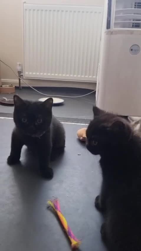 British Shorthair cats for sale: British Shorthair Healthy Vaccinated Microchipped  - Video 5