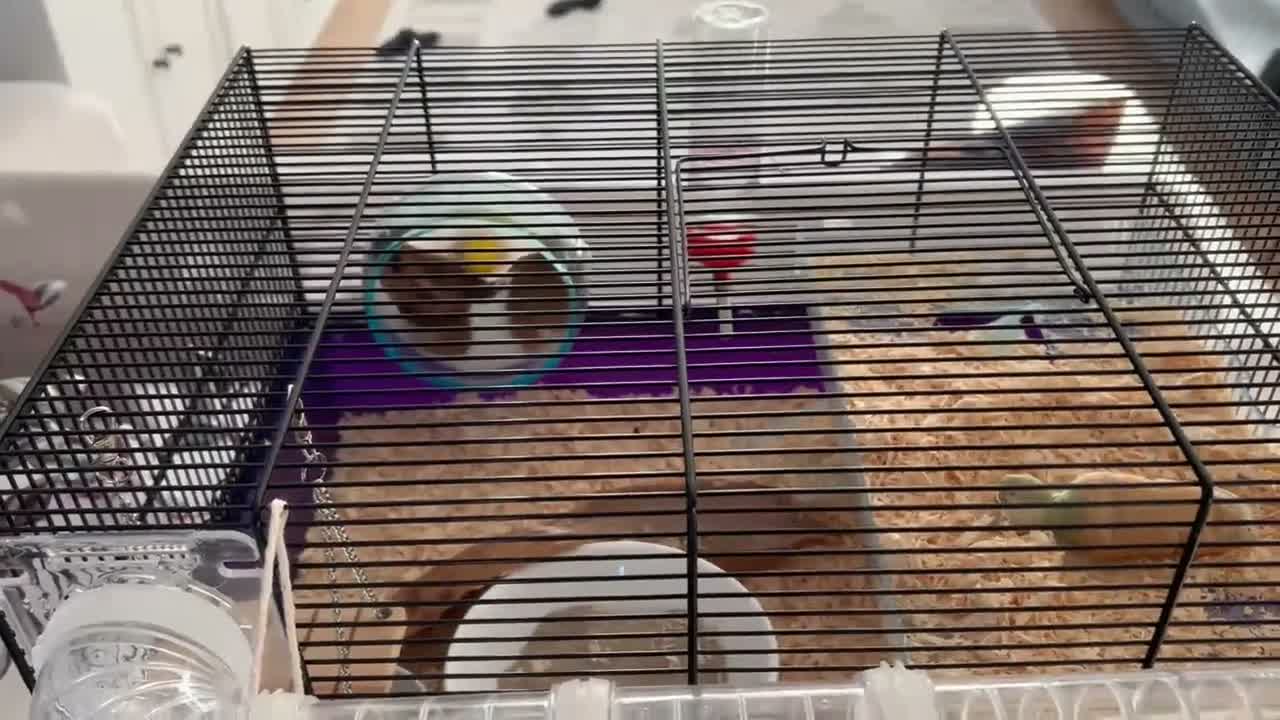 Hamster rodents for sale: Female Hamster with Full Setup in Reading - Video 1