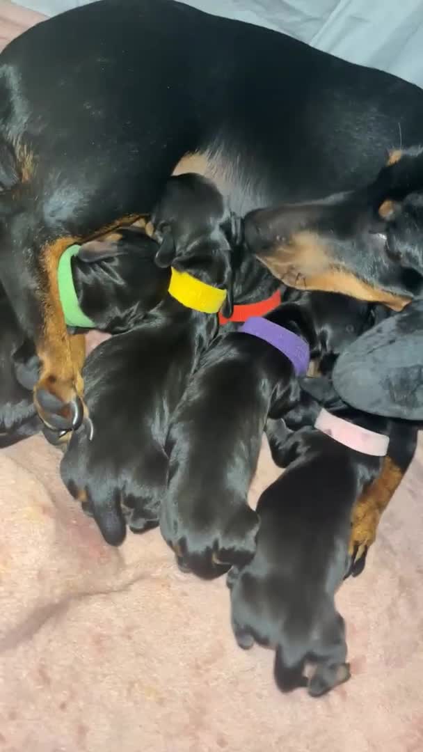Miniature Dachshund dogs for stud: 🐾HUGO THE BOSS (KC REG & PRA CLEAR) PROVEN STUD🐾 in Manchester - Video 2
