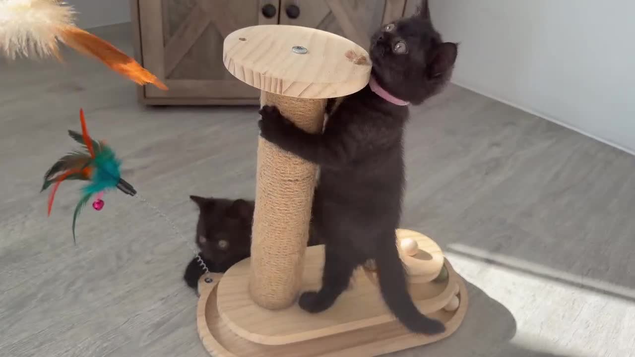 British Shorthair cats for sale: 🏆 GCCF Classic Tabby Markings BSH | Champion Line - Video 2