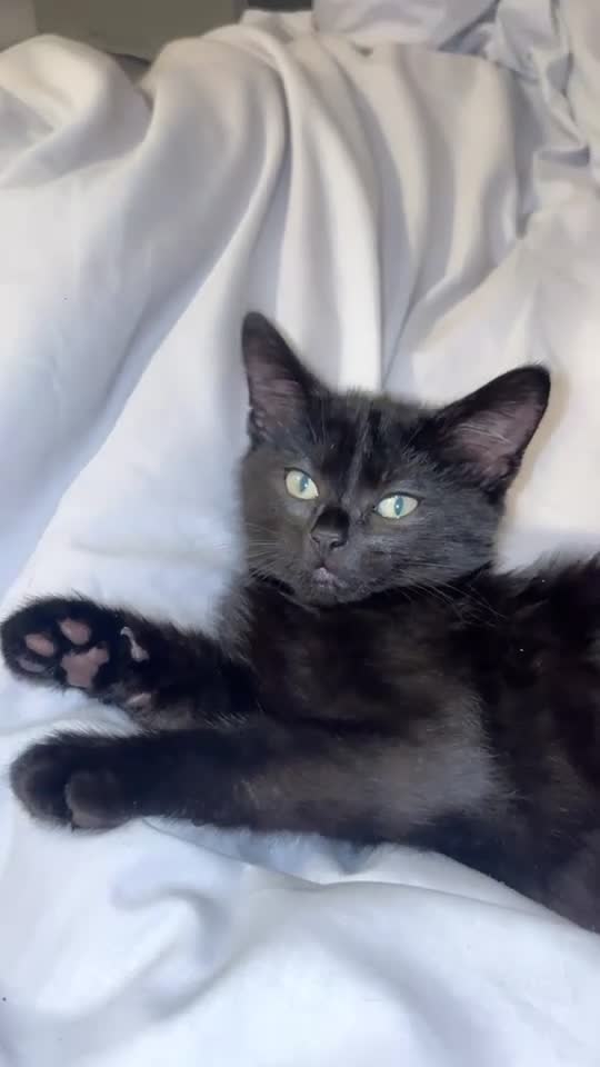 Mixed Breed cats for sale: Kitten for sale  - Video 2