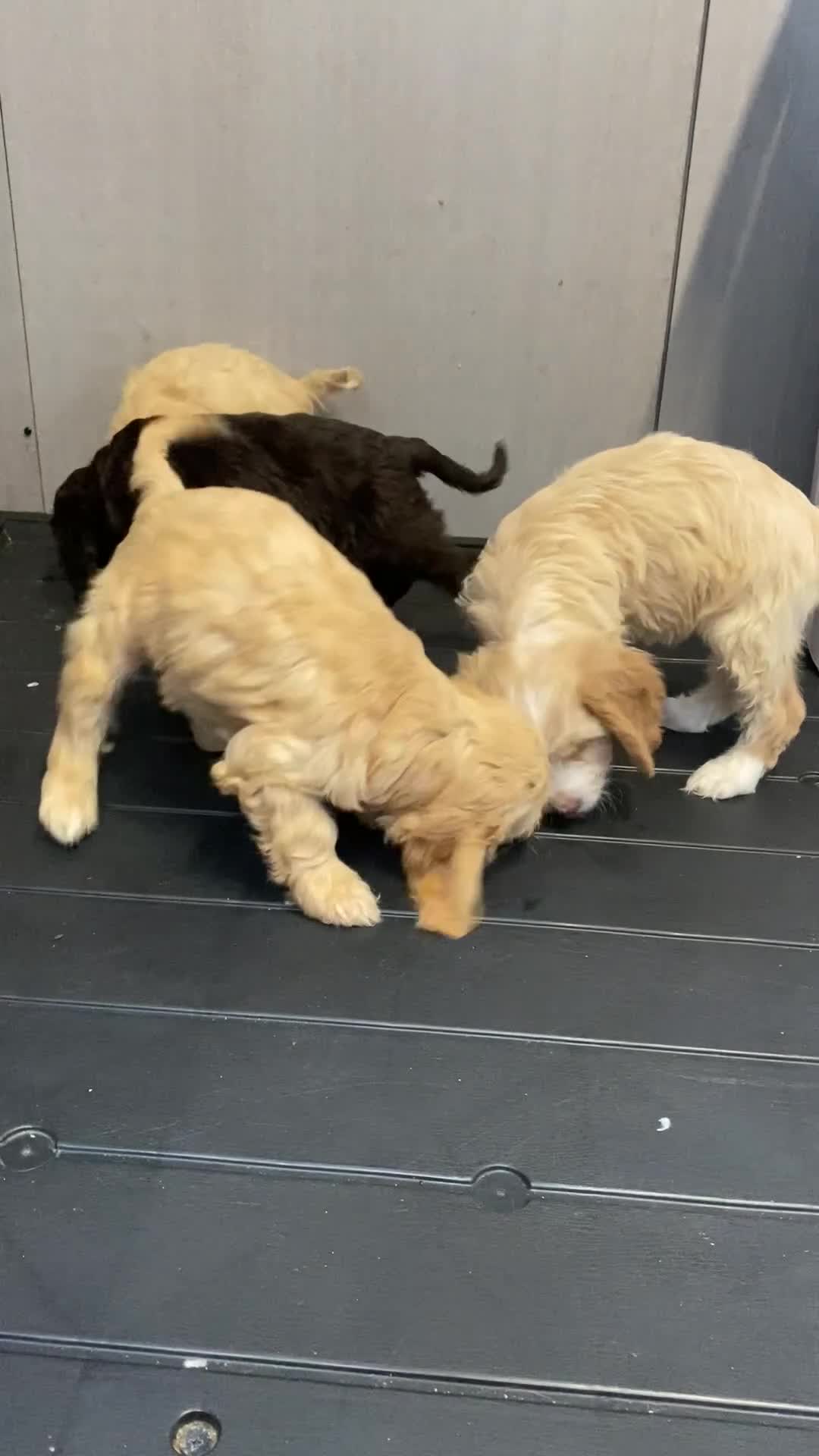 Cockapoo dogs for sale: AMAZING STUNNING F1 SHOW TYPE COCKAPOO  - Video 1