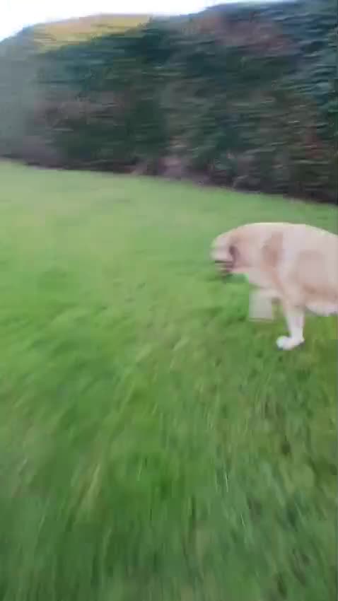 Turkish Kangal dogs for sale: TURKISH KANGAL PUPPIES - Video 2