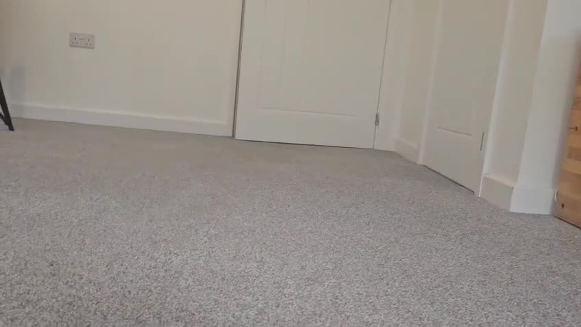 Cavapoo dogs for sale: BEAUTIFUL Toy Cavapoos! - Video 1